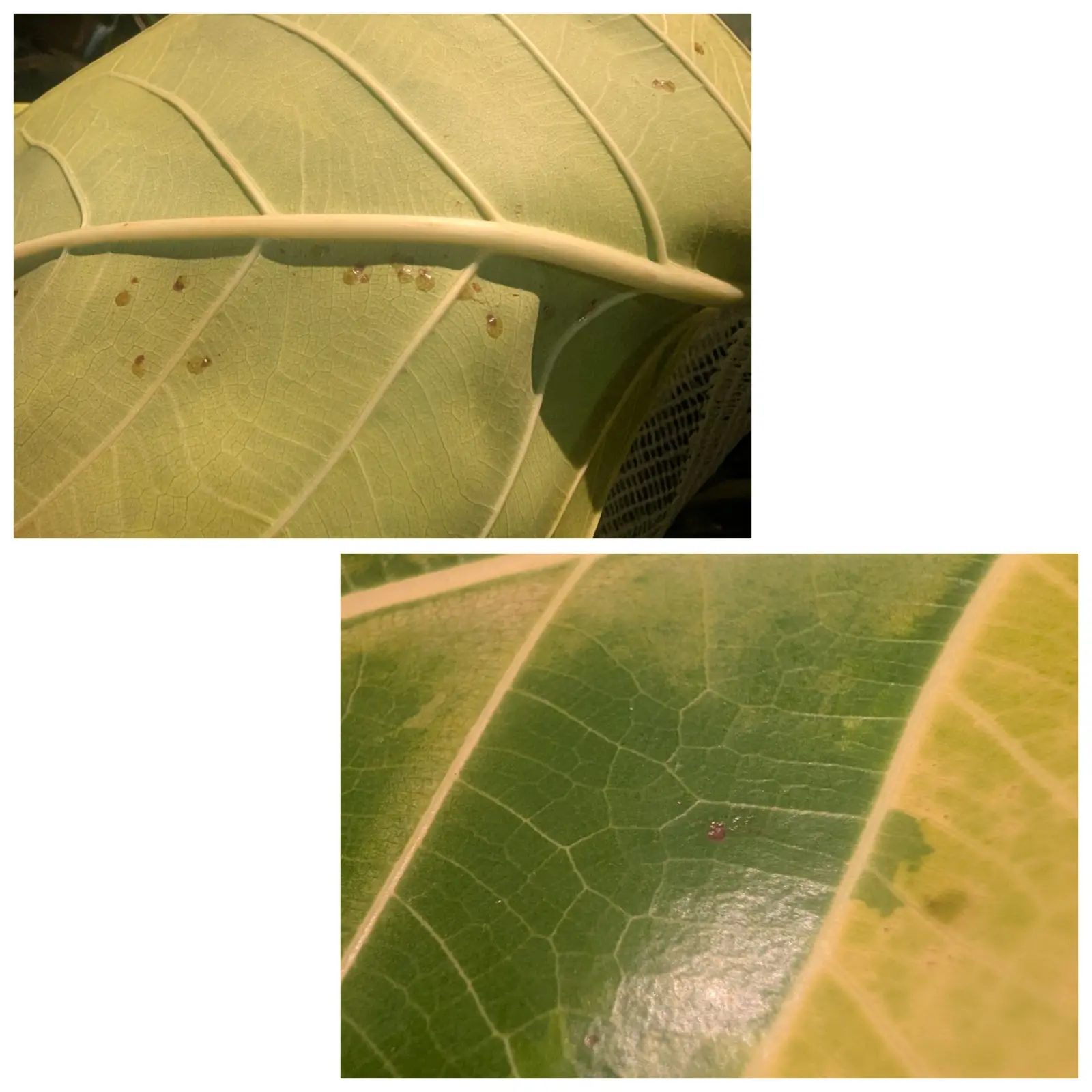 フィカス　アルテシマ　カメムシ汁？