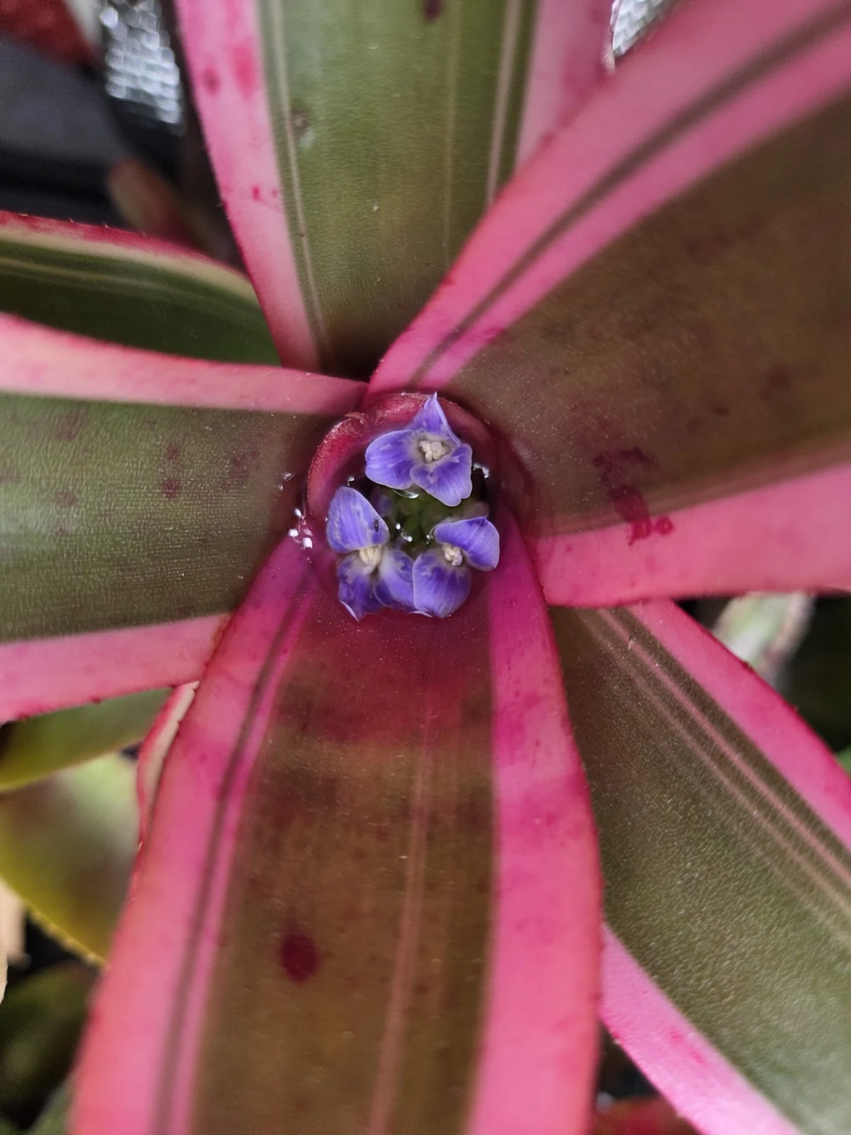 ネオレゲリア　ポップタルト　開花