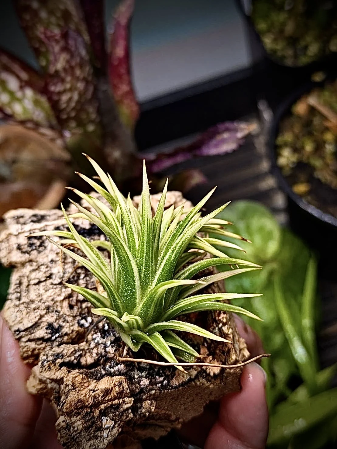 イオナンタ　アルボマルギナータ　アルボマージナータ