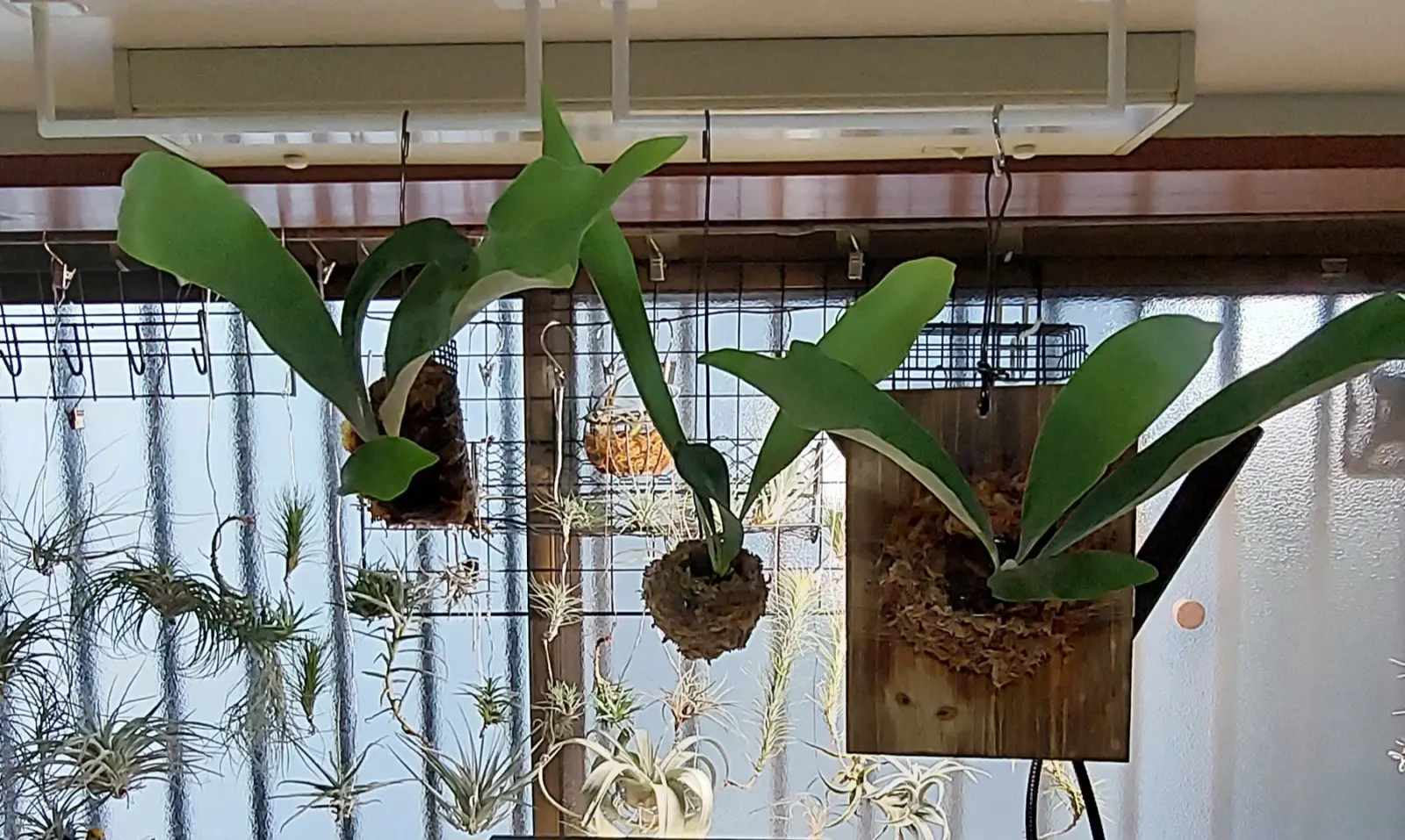 ビカクシダ　ネザーランド