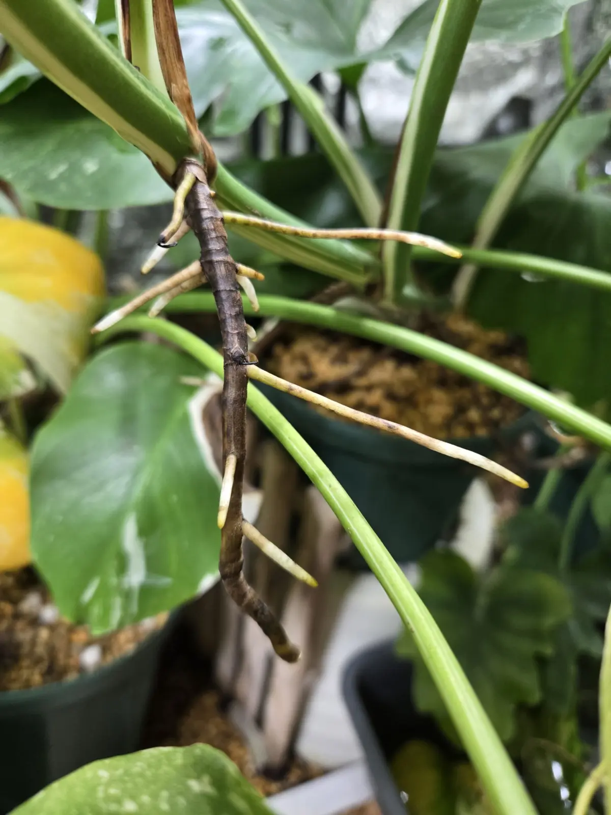 モンステラ　ホワイトタイガー　気根