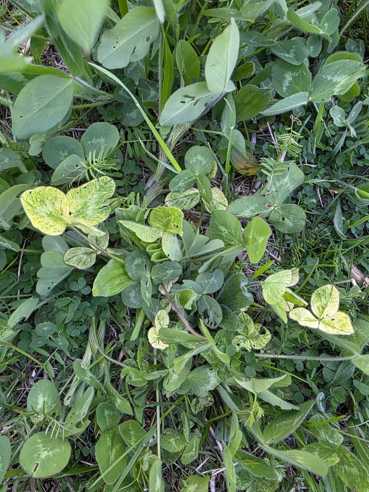 クローバー　 斑入り