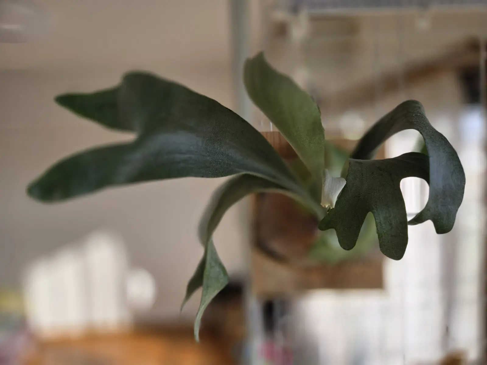 ビカクシダ　MW7