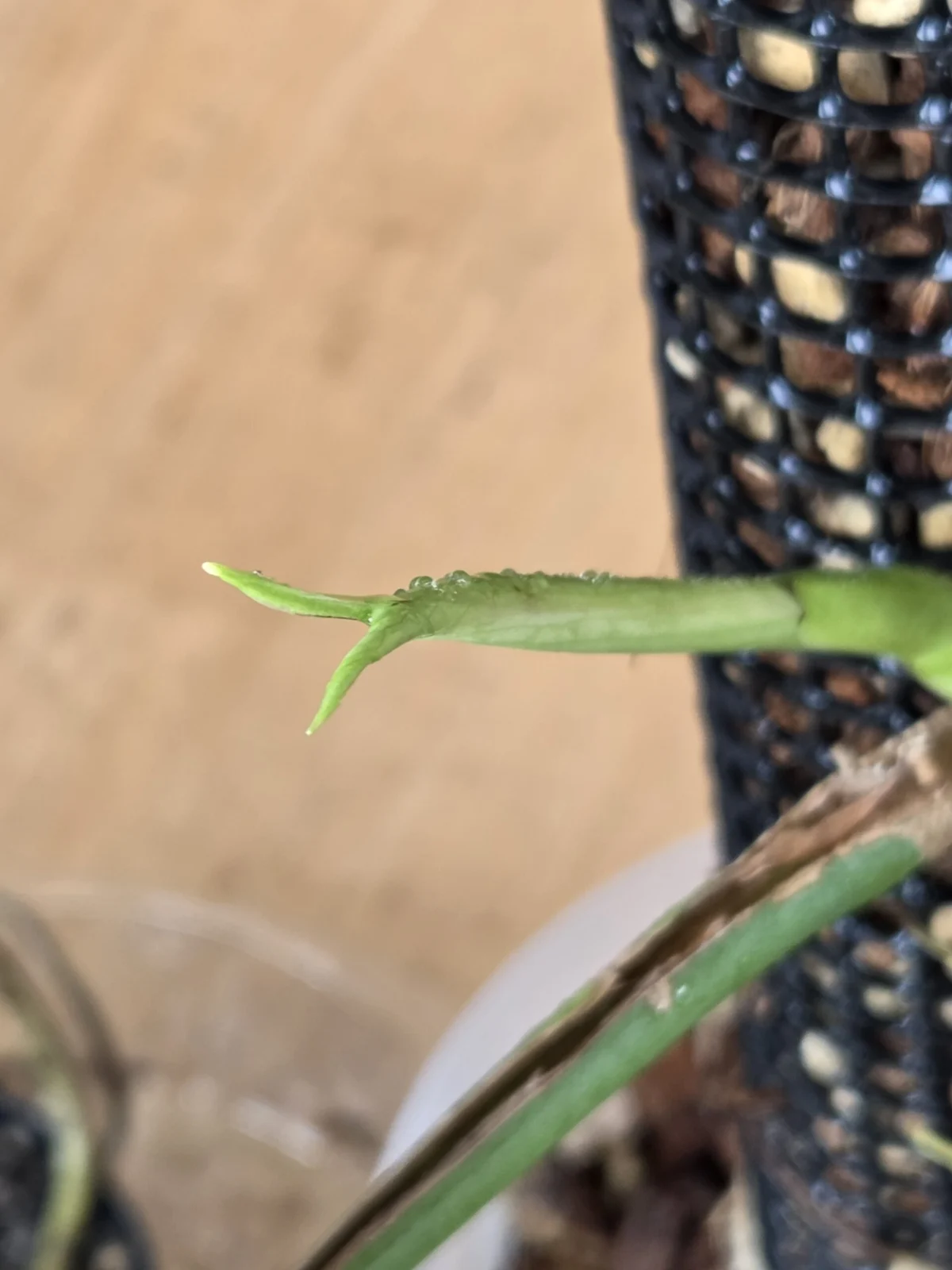 モンステラ 新芽