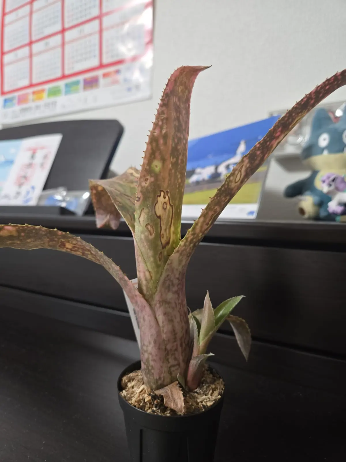 ビルベルギア　フラアウワナ