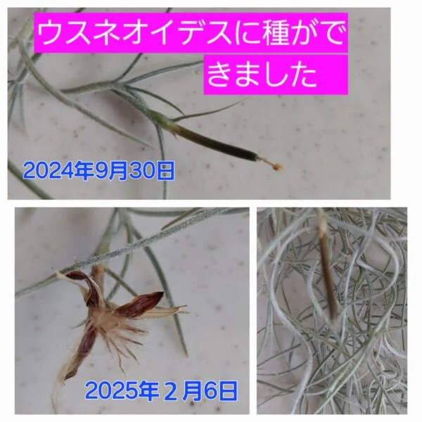 ティランジア　ウスネオイデス　スパニッシュモス