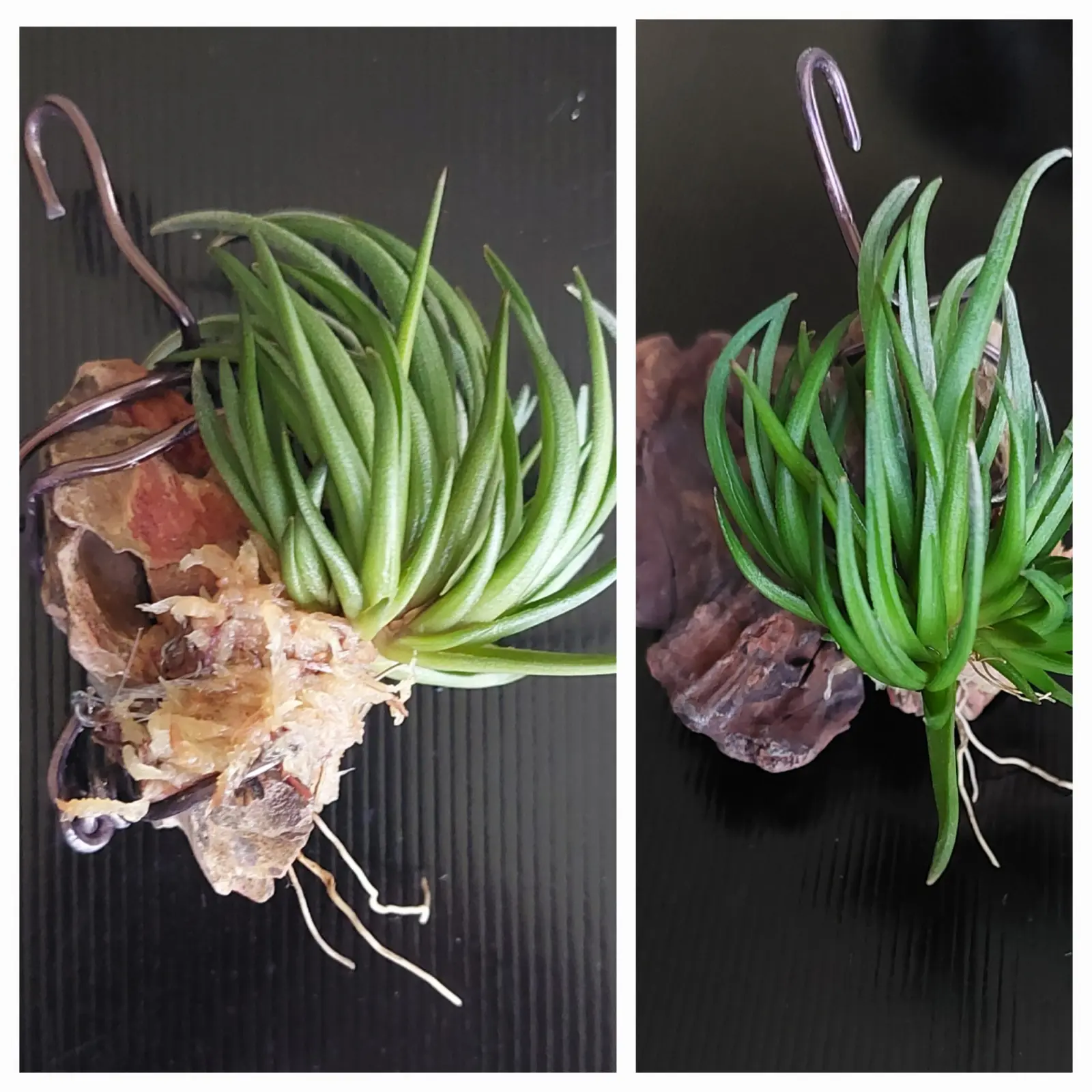 ティランジア　アルゲンティナ