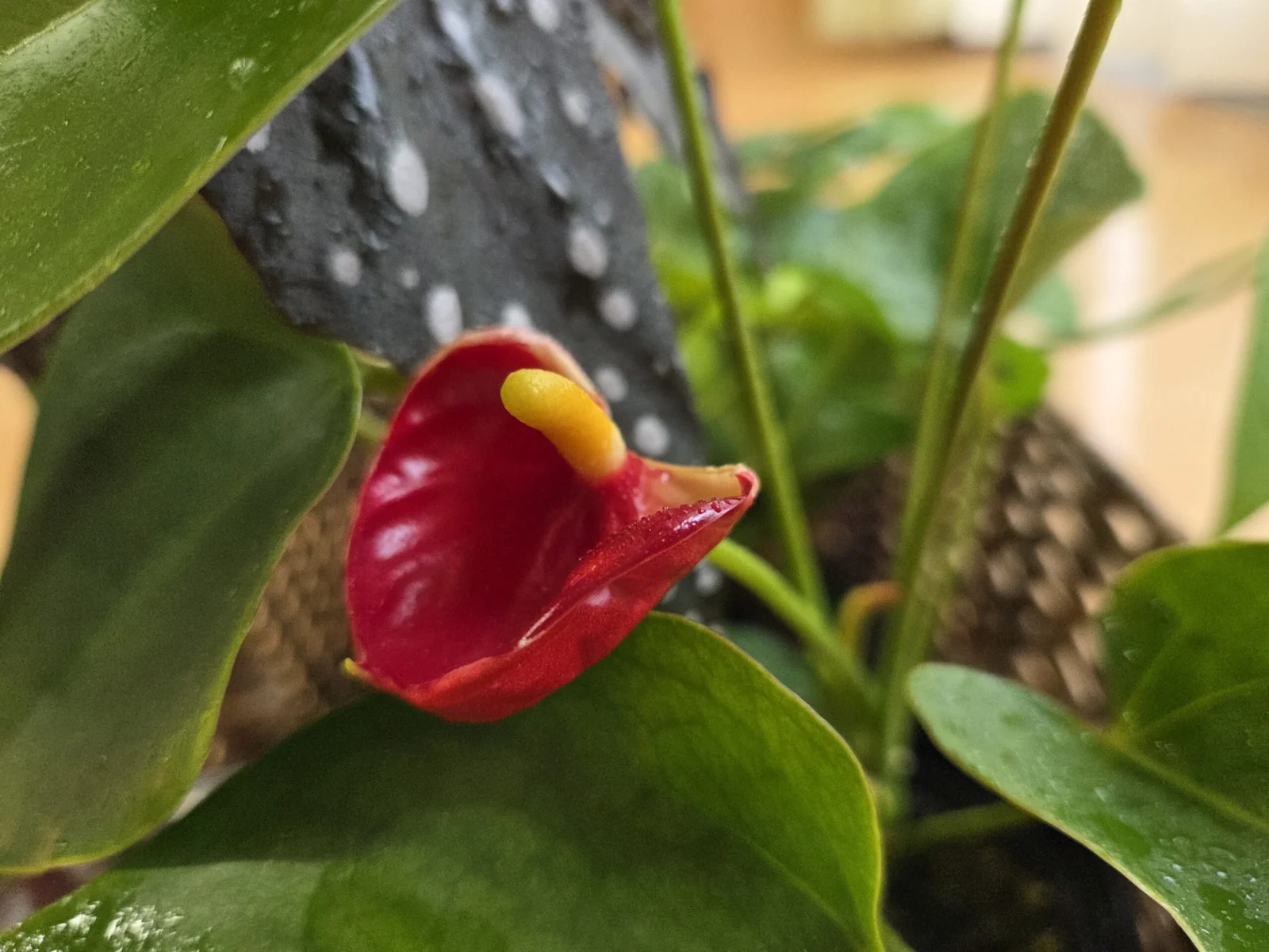 アンスリウム 花