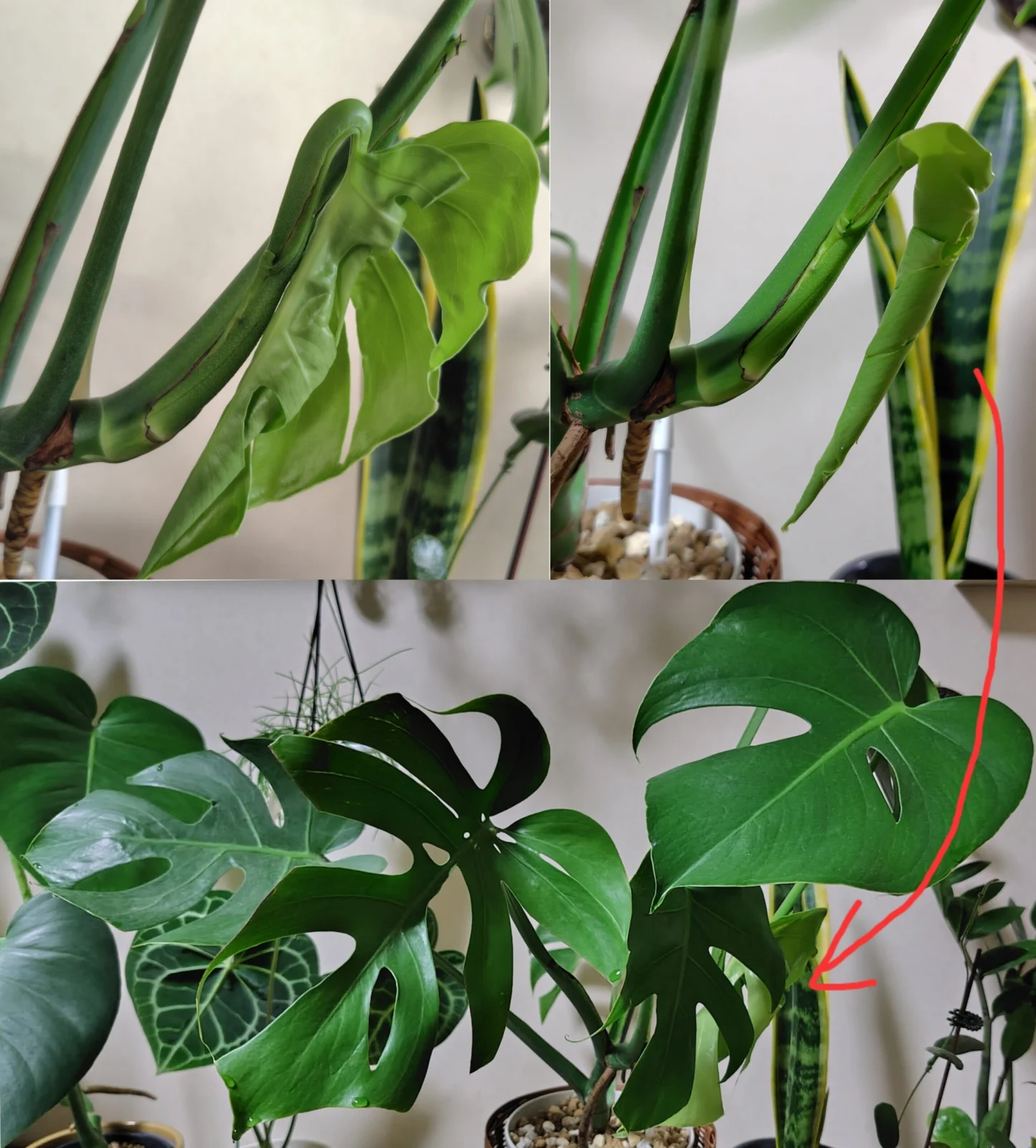 モンステラ　コンパクタ