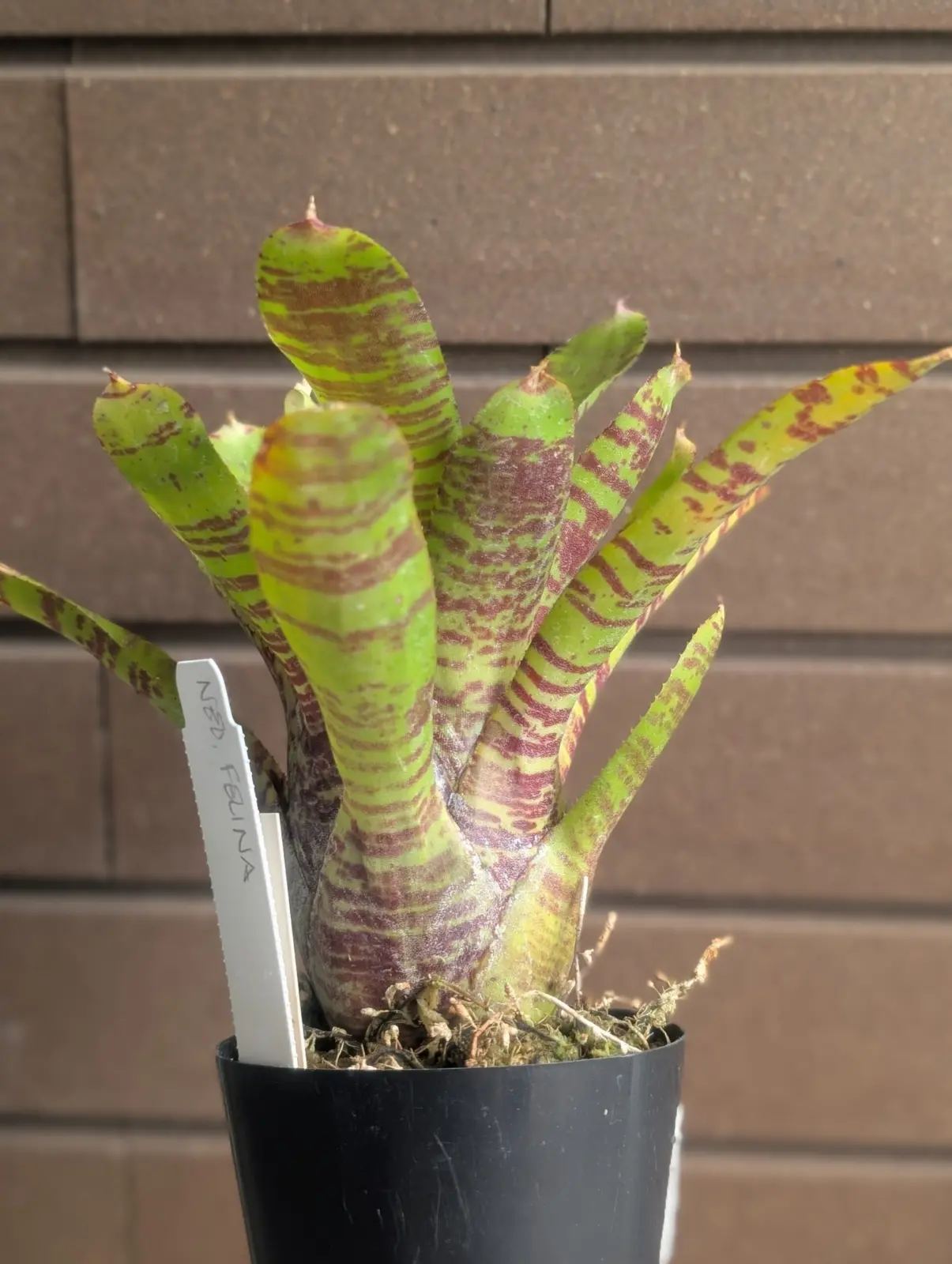 ネオレゲリア　フェリナ