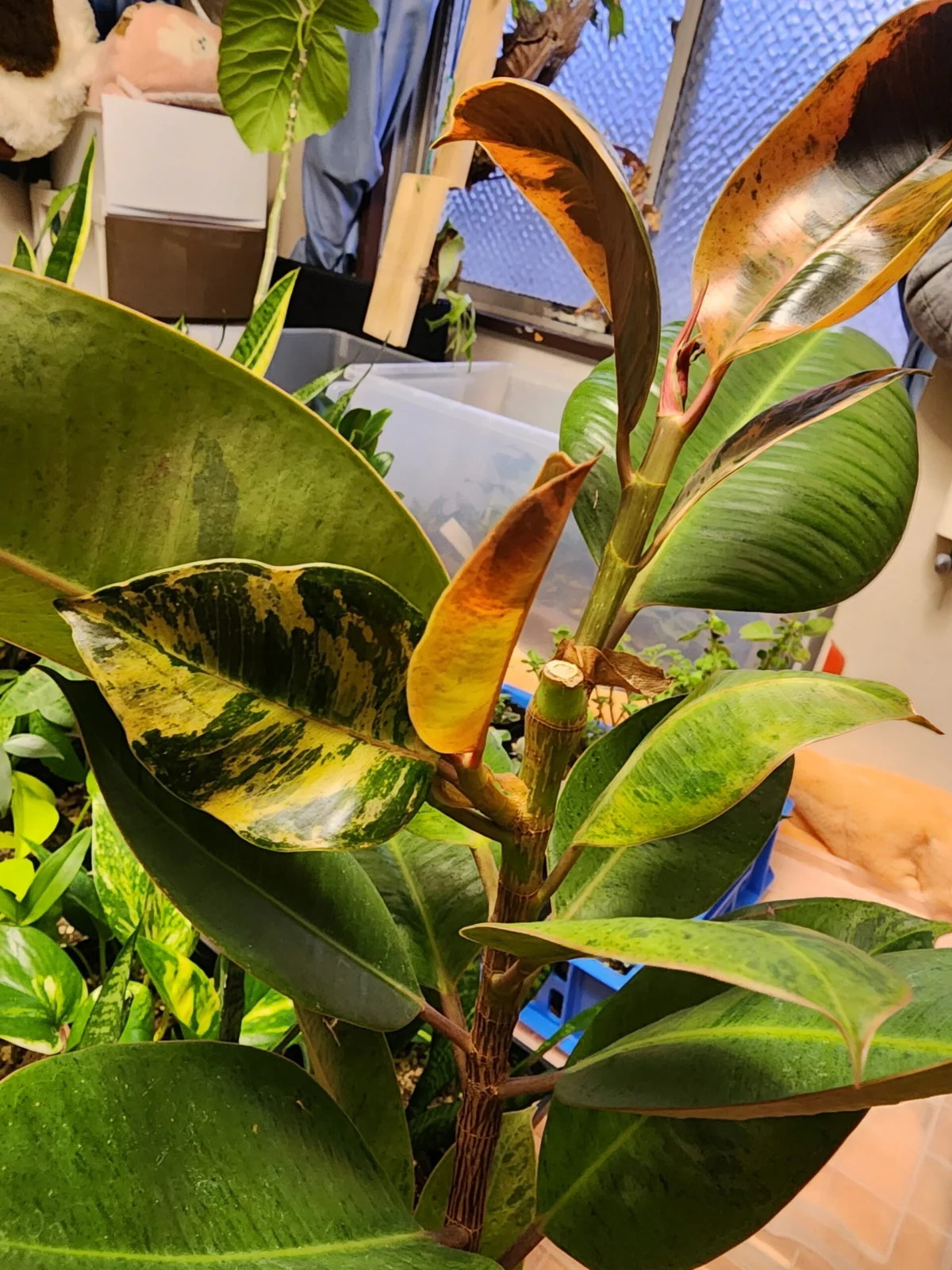 フィカス　ジン