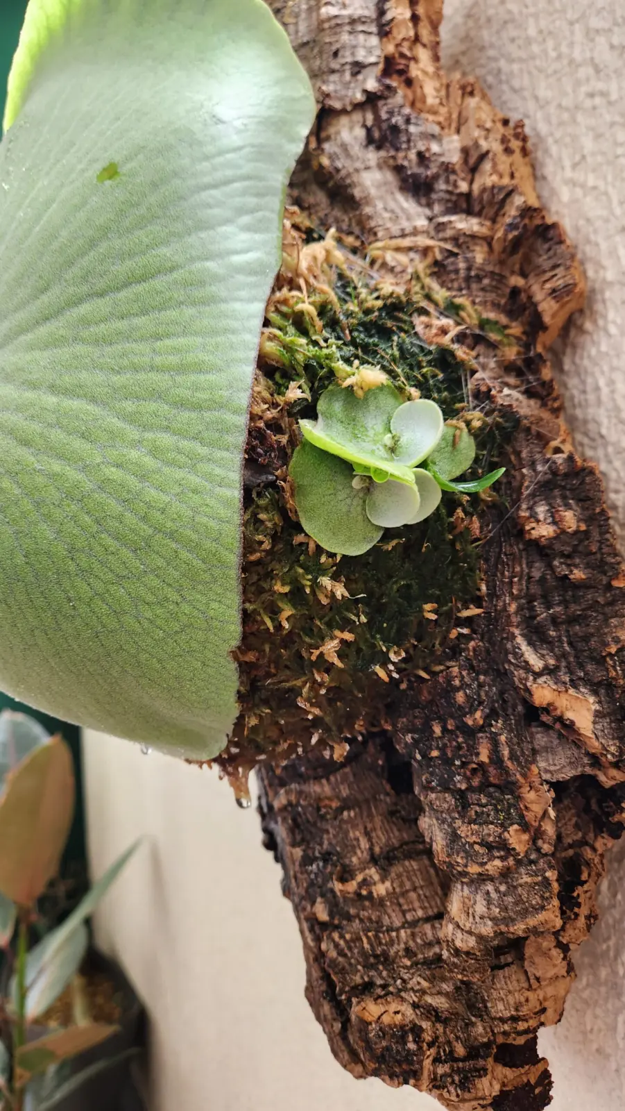 ビカクシダ　E-1　子株群生