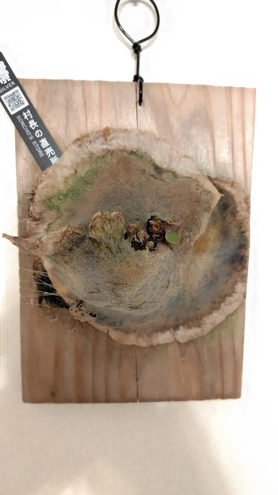 ビカクシダ　広葉✕ブルーミー　spore