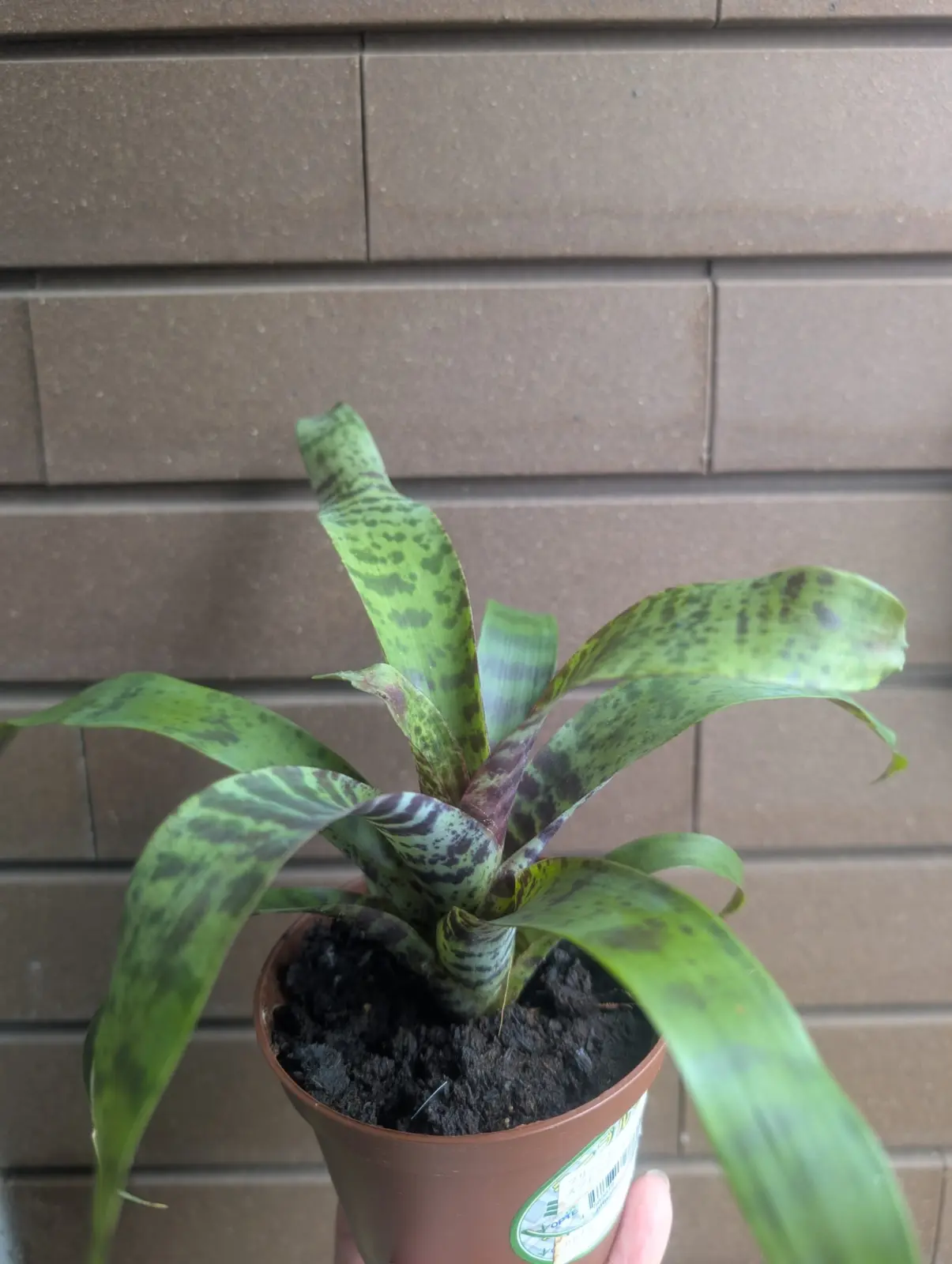 フリーセア　スプレンデンス