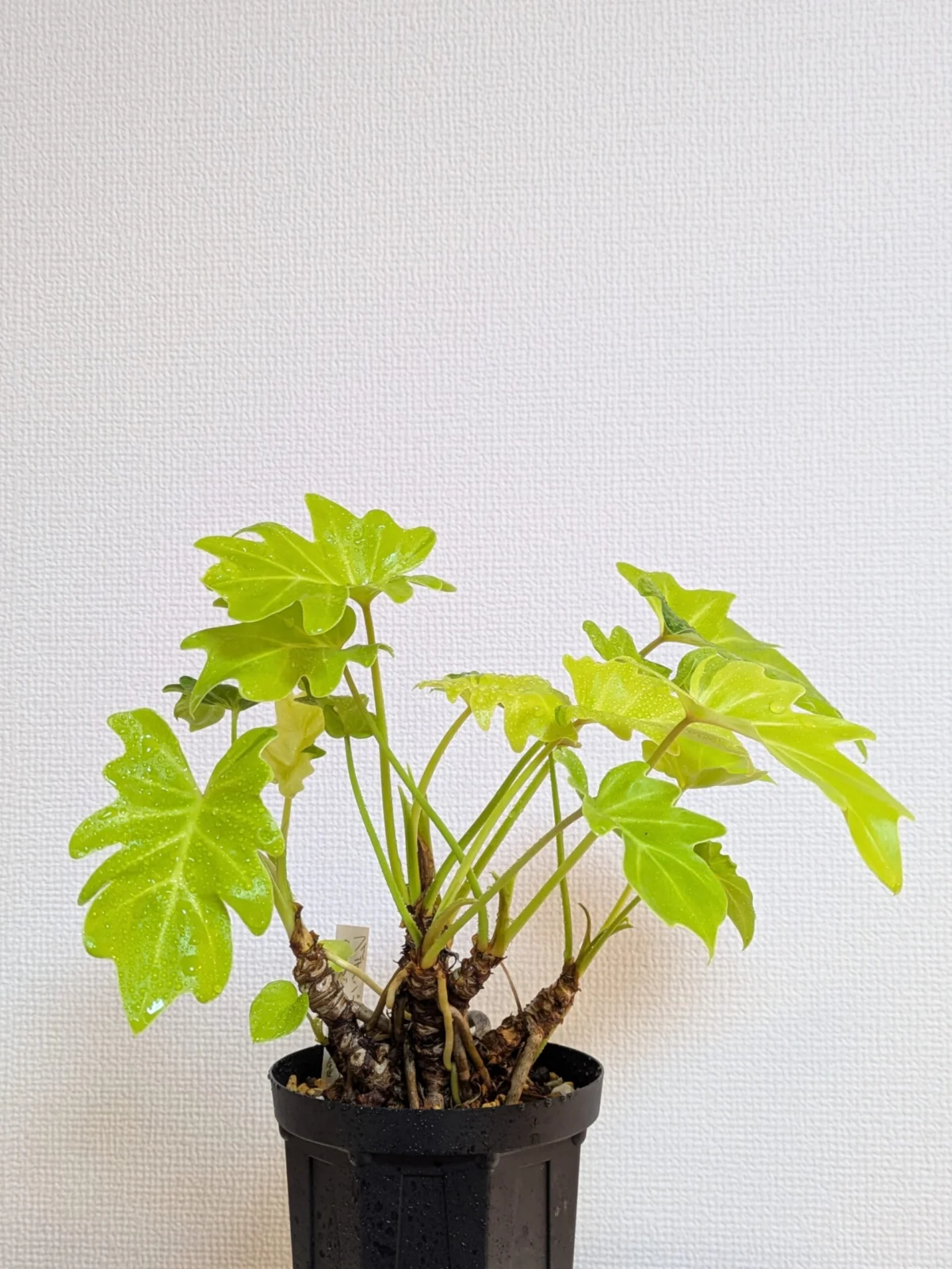 フィロデンドロン　ザナドゥ　ライム錦