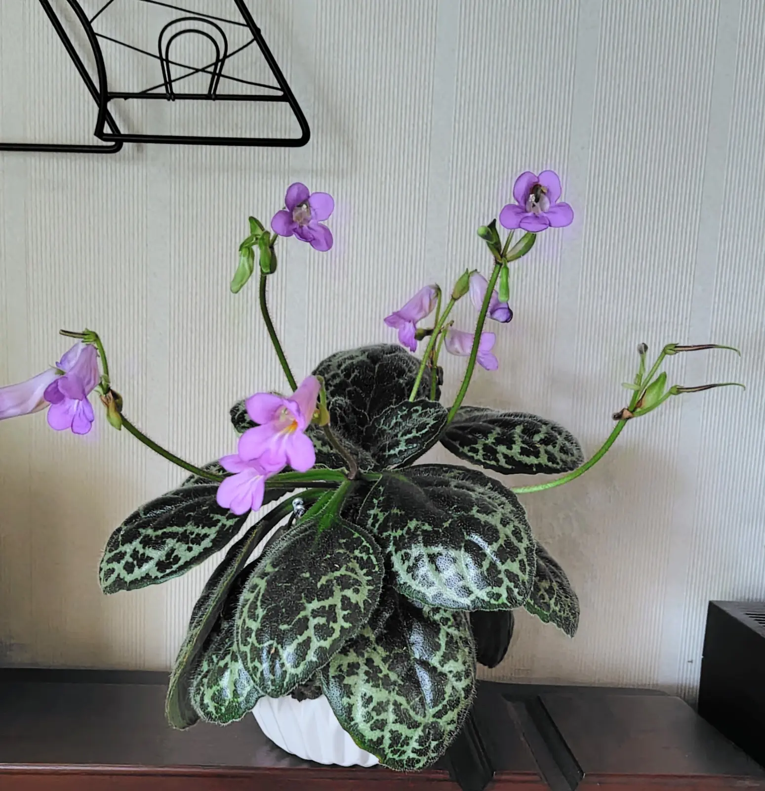 ストレプトカーパス　プリティタートル ストレプトカーパス：プリティタートル5号ポット の通販 | 園芸