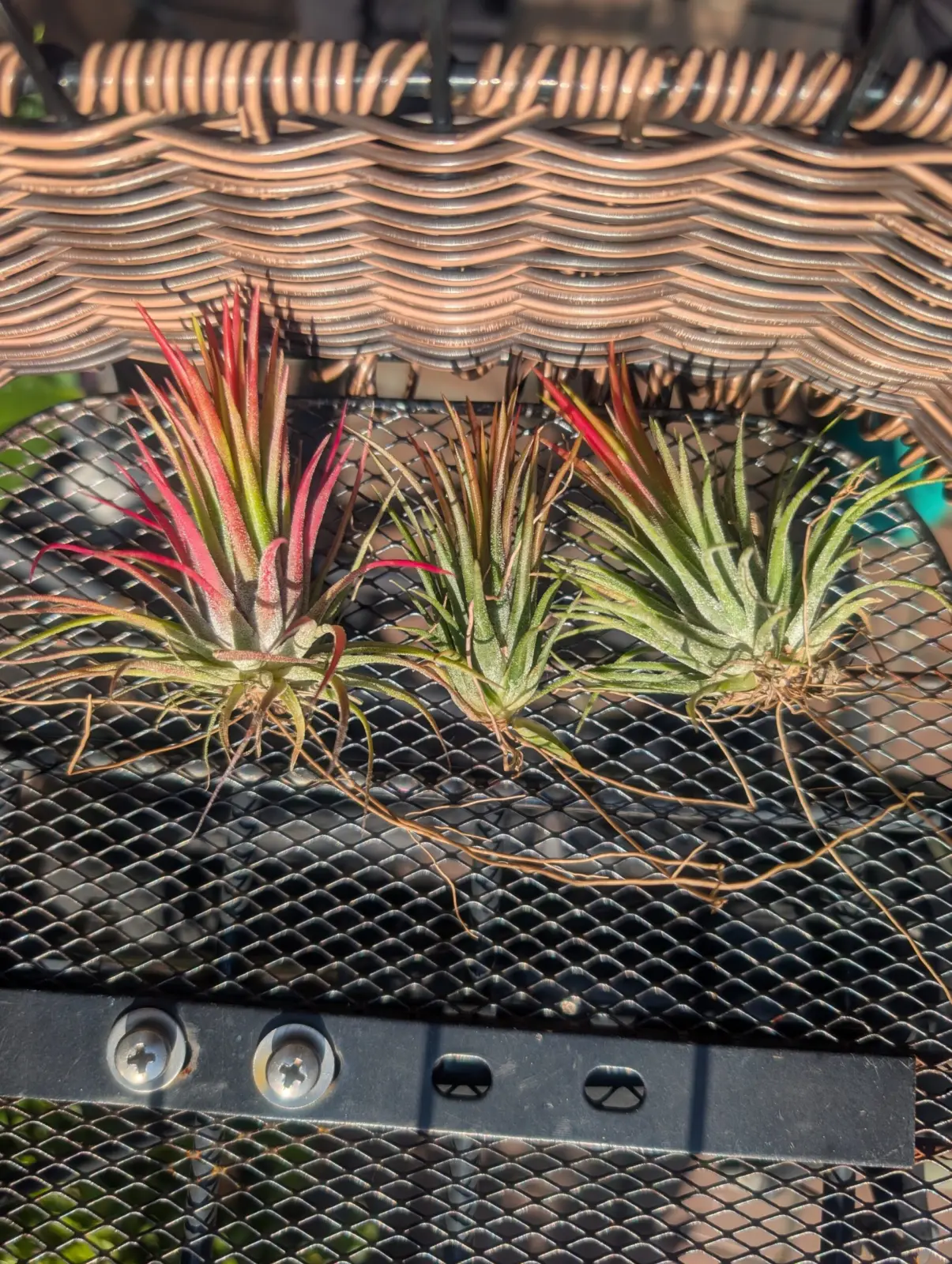 ティランジア　イオナンタ