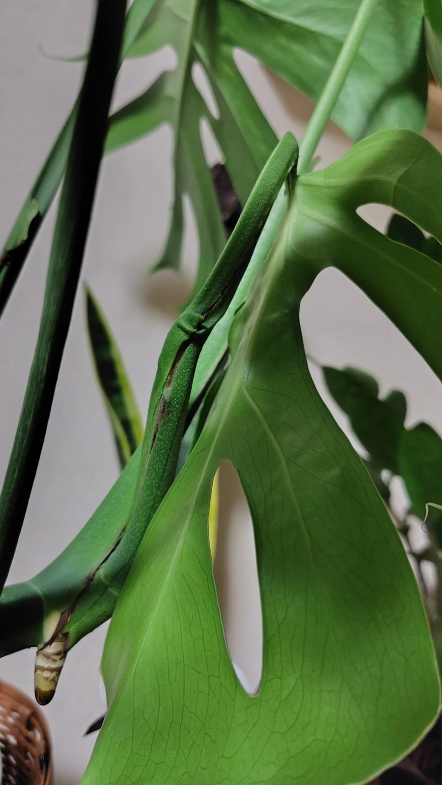 モンステラ　コンパクタ