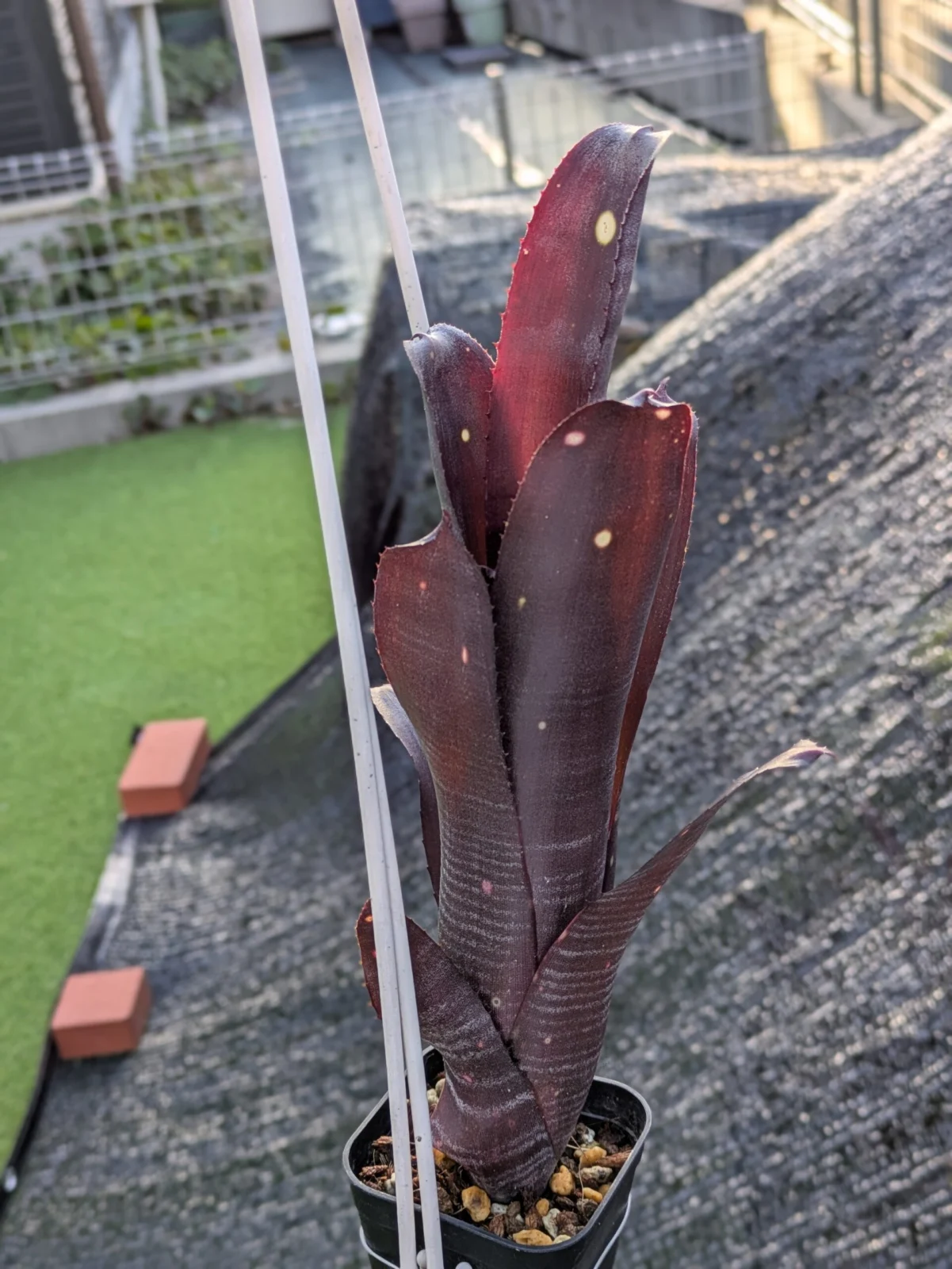 ビルベルギア　ハレルヤ×ダースベイダー　アッキーラさんからもらったウエイ🔺実生の子株