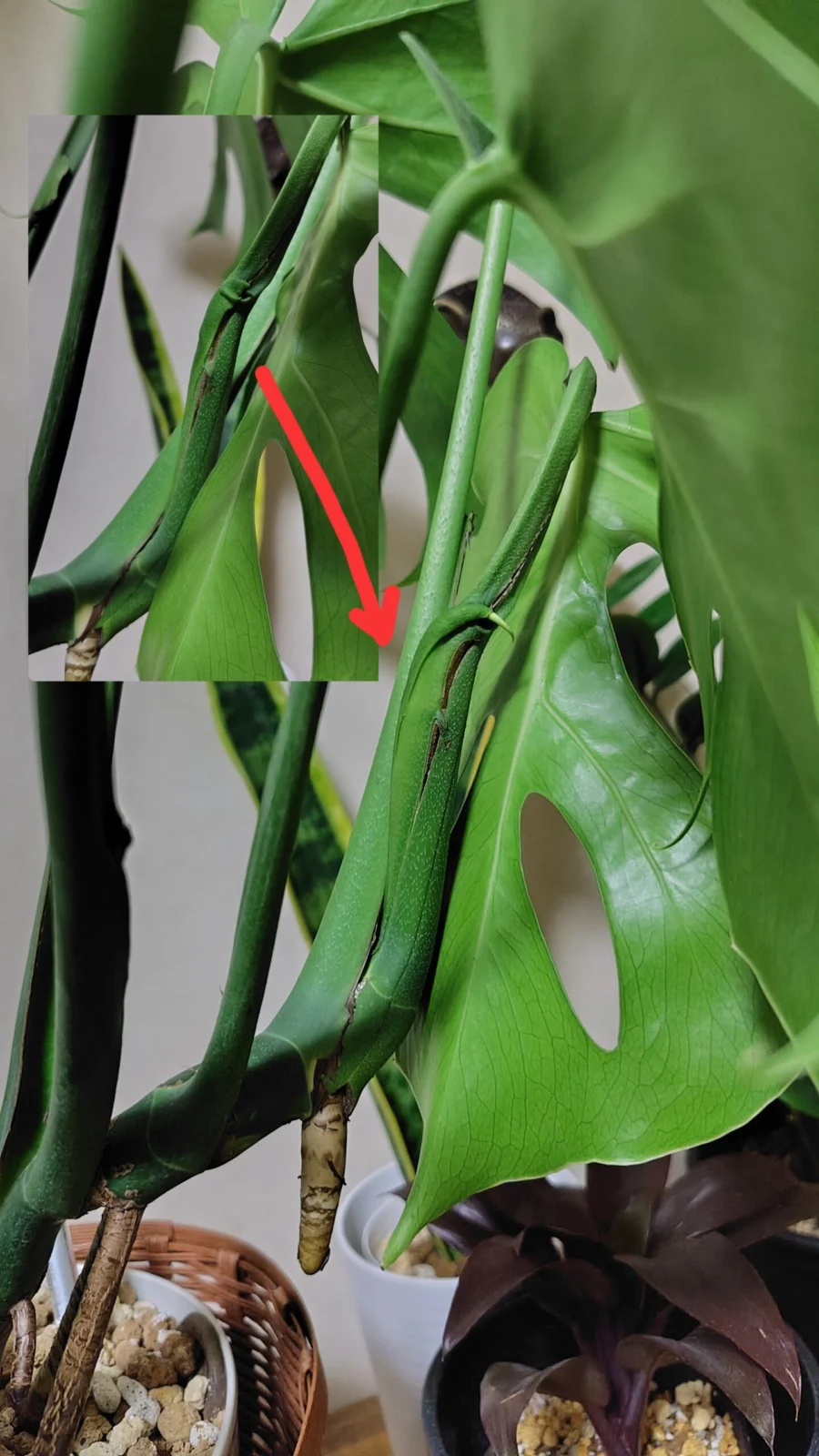 モンステラ　コンパクタ