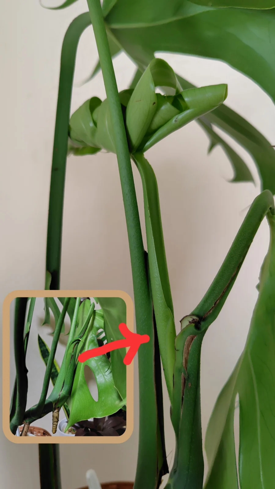 モンステラ　コンパクタ