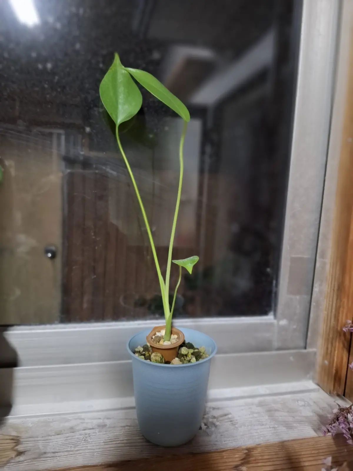 モンステラ　徒長