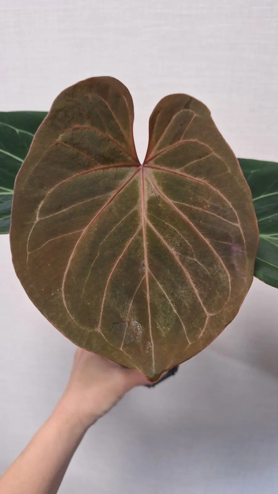 アンスリウム　キングオブスペード