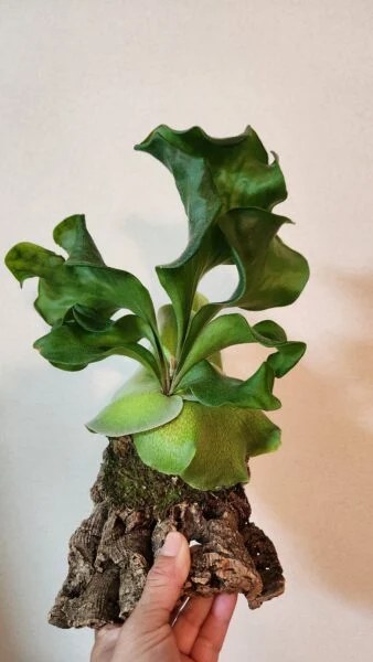 ビカクシダ ヒリー サタヒップ