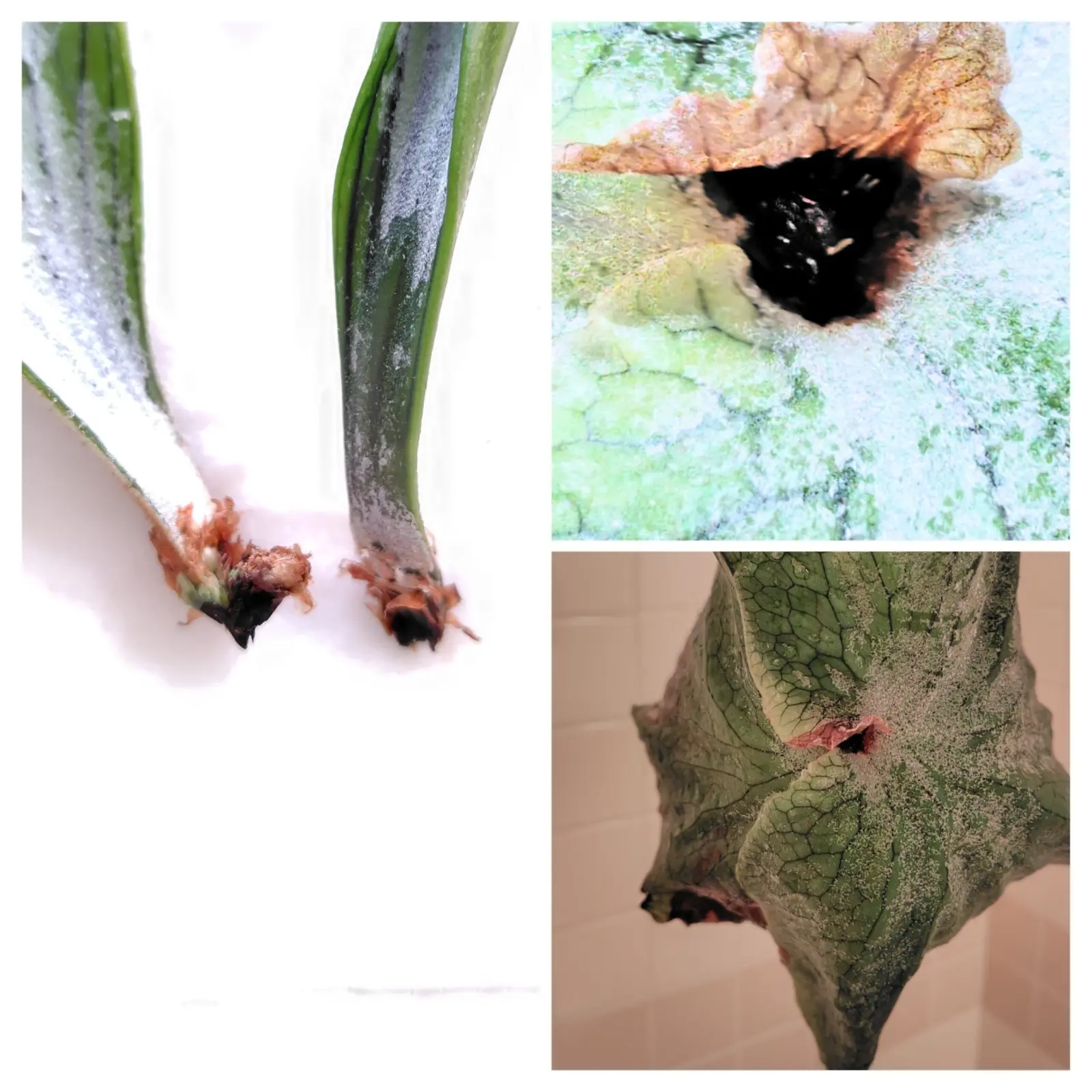 ビカクシダ　首折れした スーパーバム　