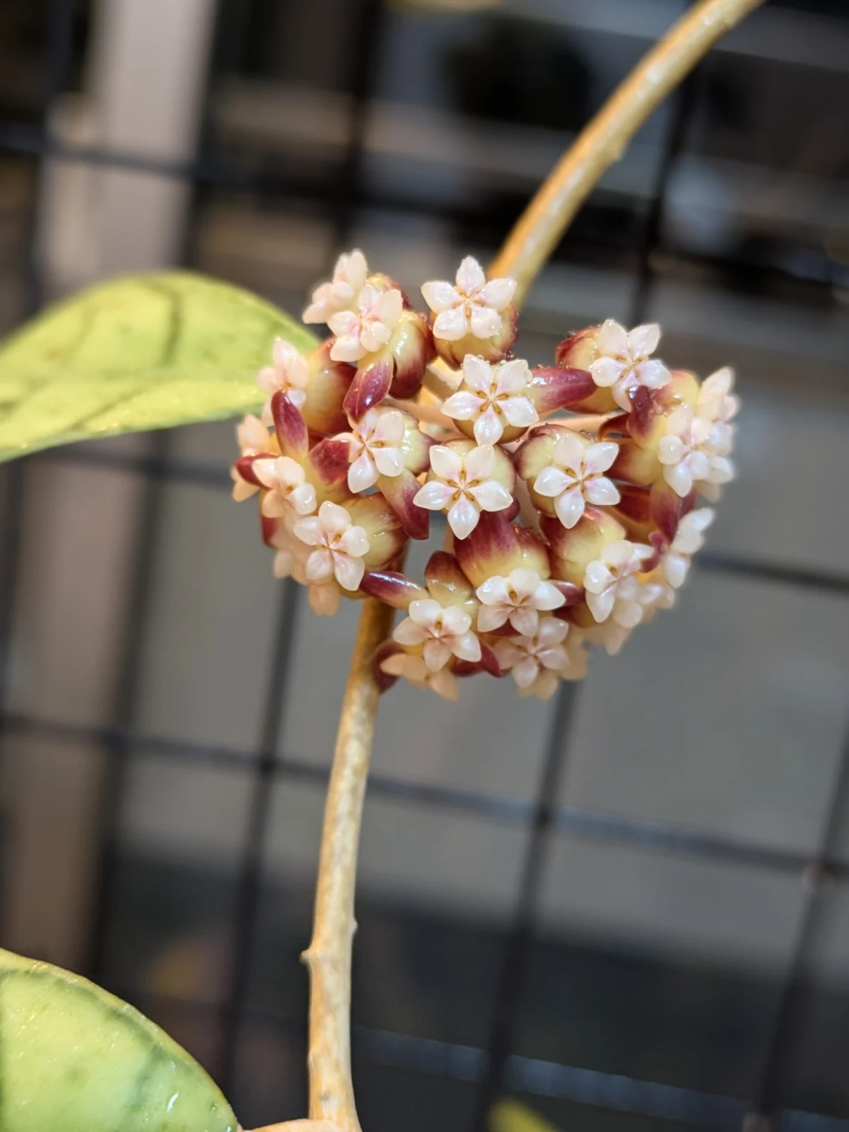 ホヤ カリストフィラ 花