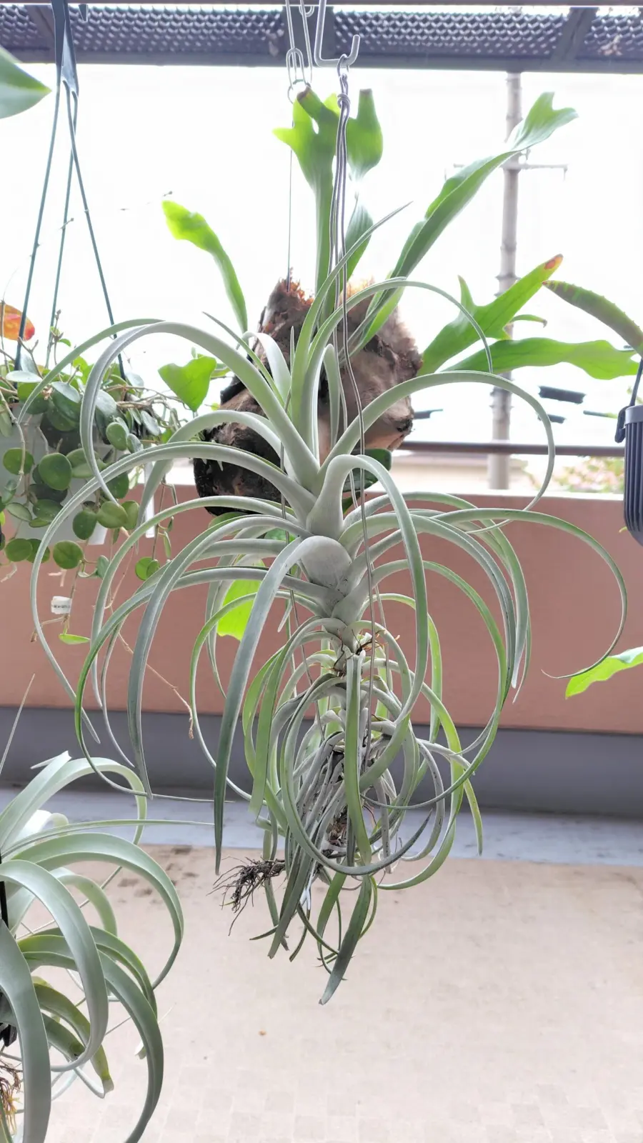 ティランジア　ハリシー　大きいガチャ