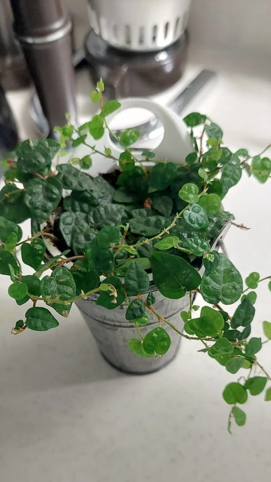 フィカス　プミラミニマ