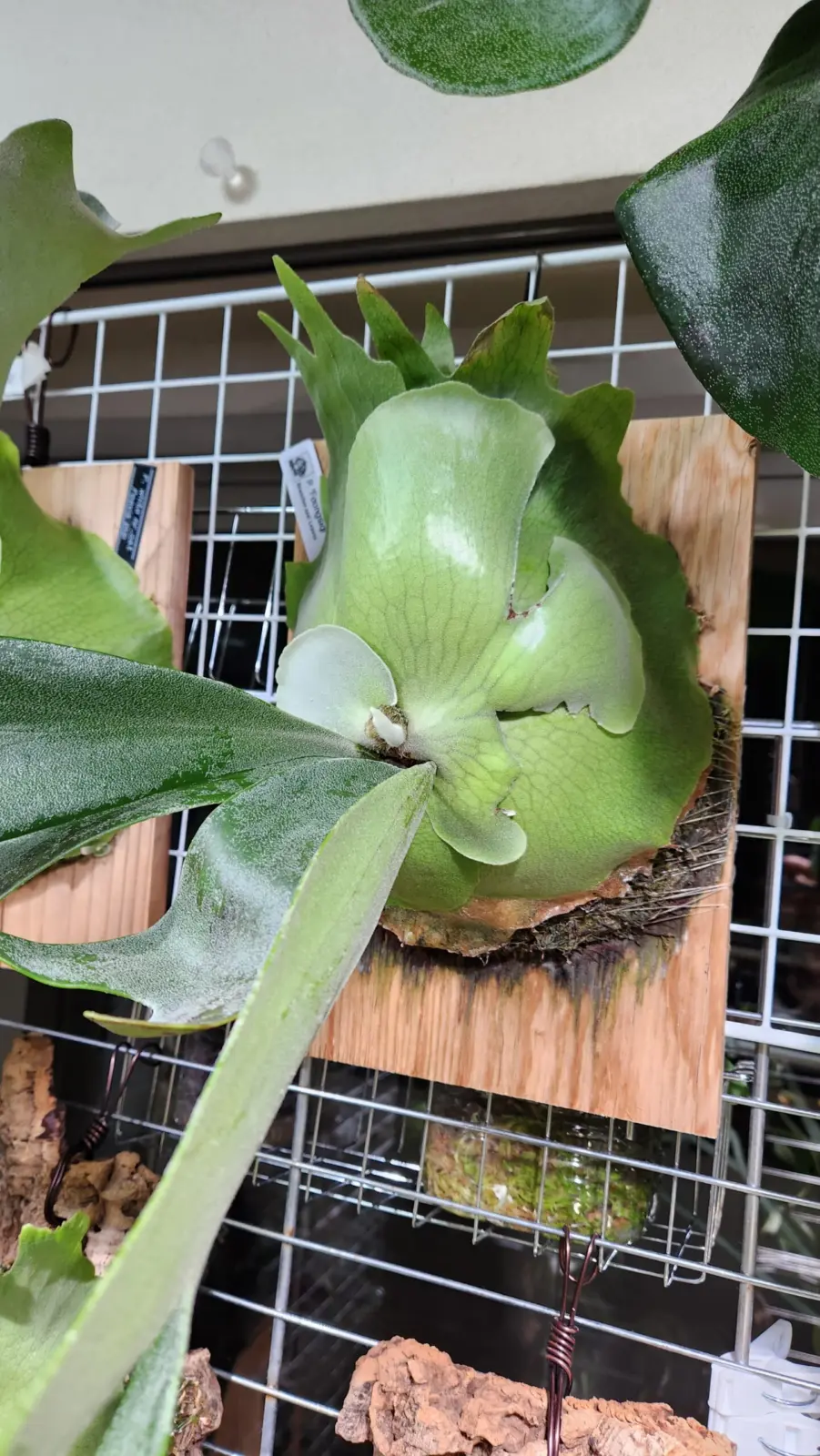 ビカクシダ　フーンシキ　エラー貯水葉