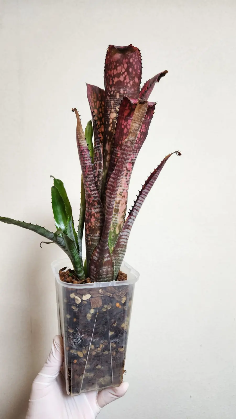 ビルベルギア　コーラン　オブ　スプリングス