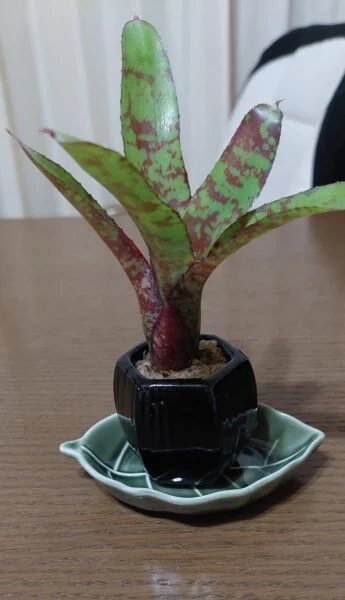 ネオレゲリア　リリープー