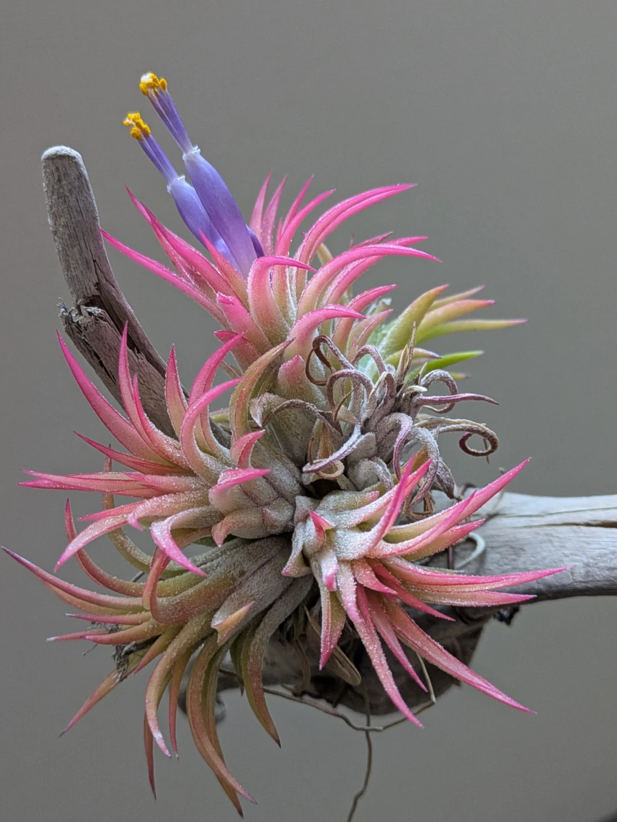 ティランジア イオナンタ BEALER R.N.