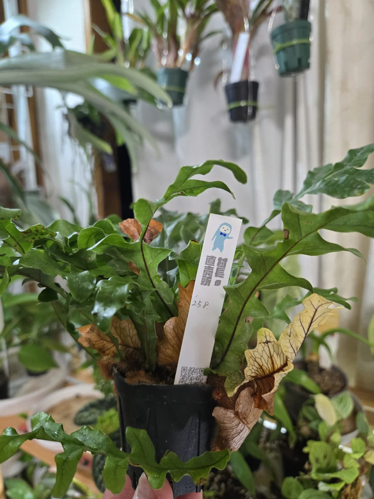 ドリナリア　ボニー