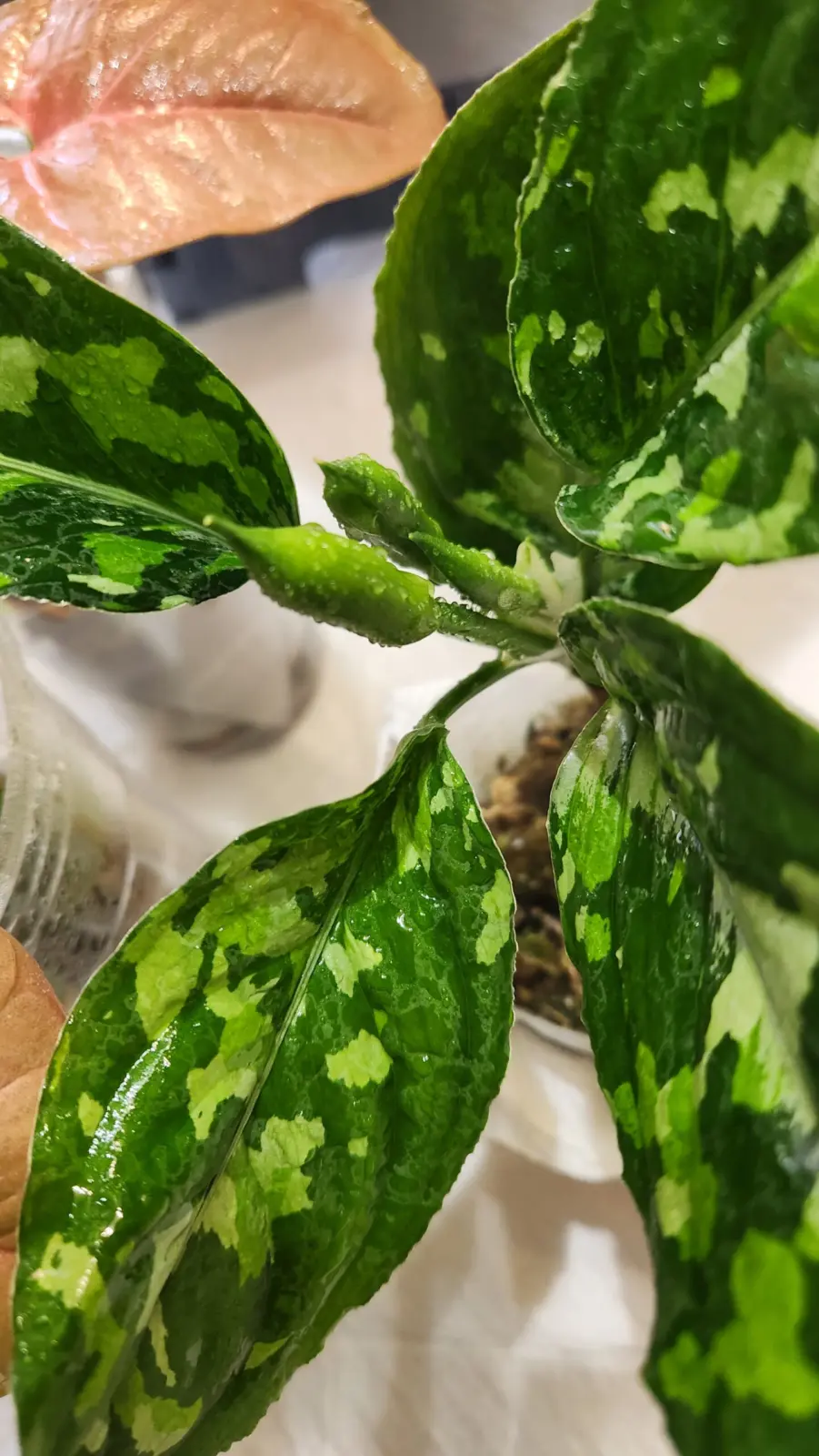 アグラオネマ　ピクタムトリカラー