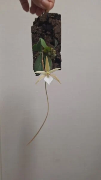 エランギス　プンクタータ