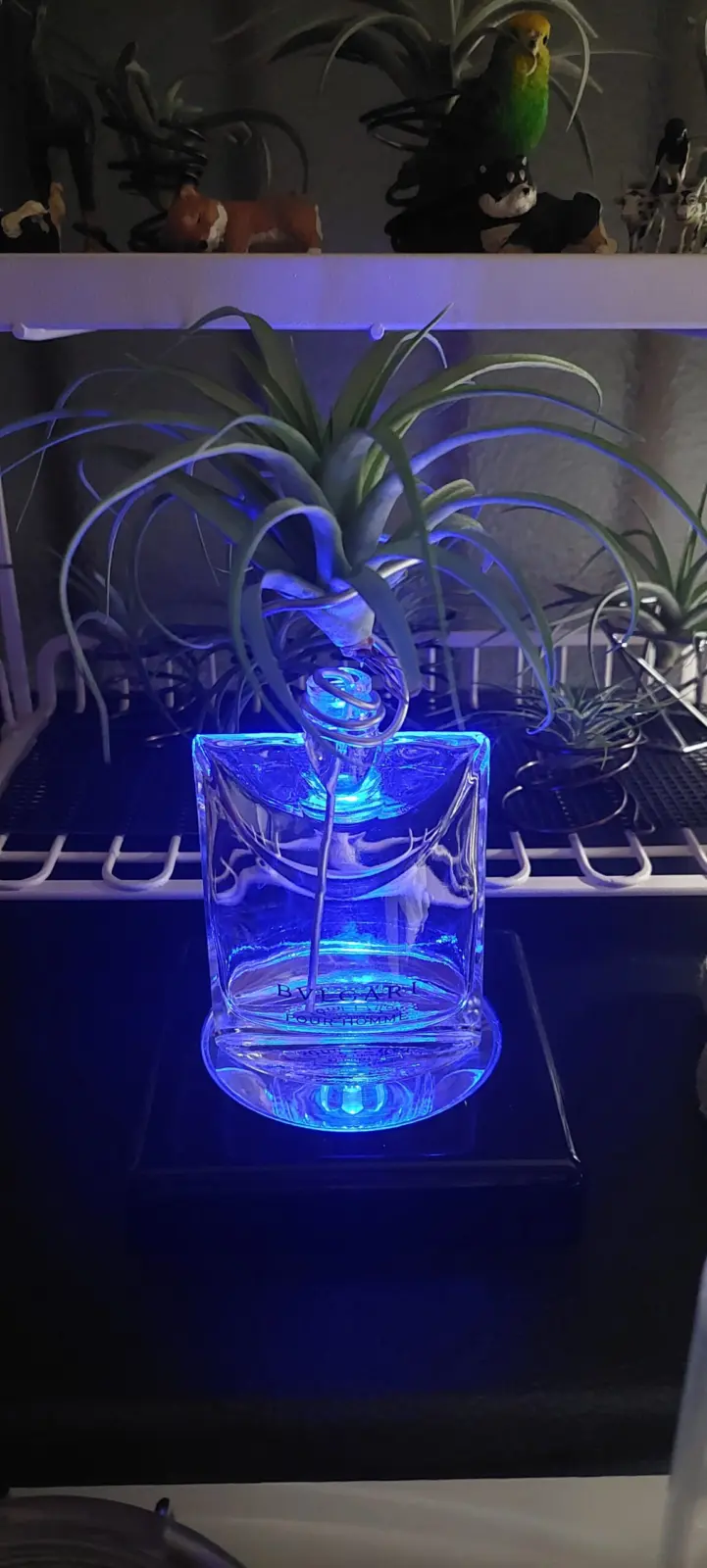 ティランジア　ブラキカウロス