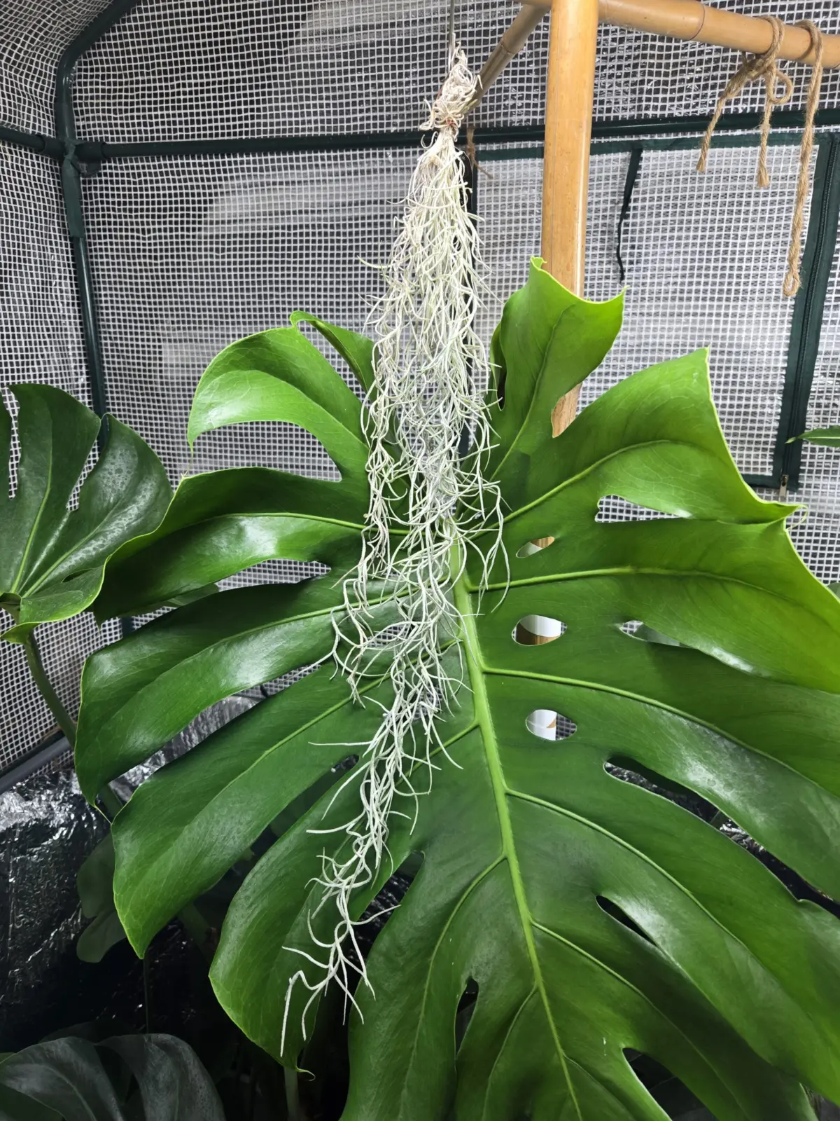 ティランジア　ウスネオイデス