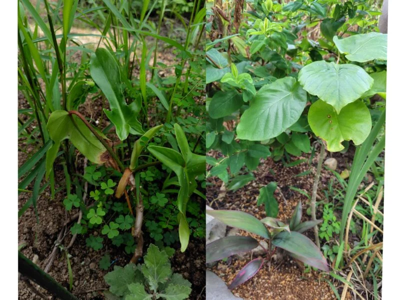 栽培スペース 直植え