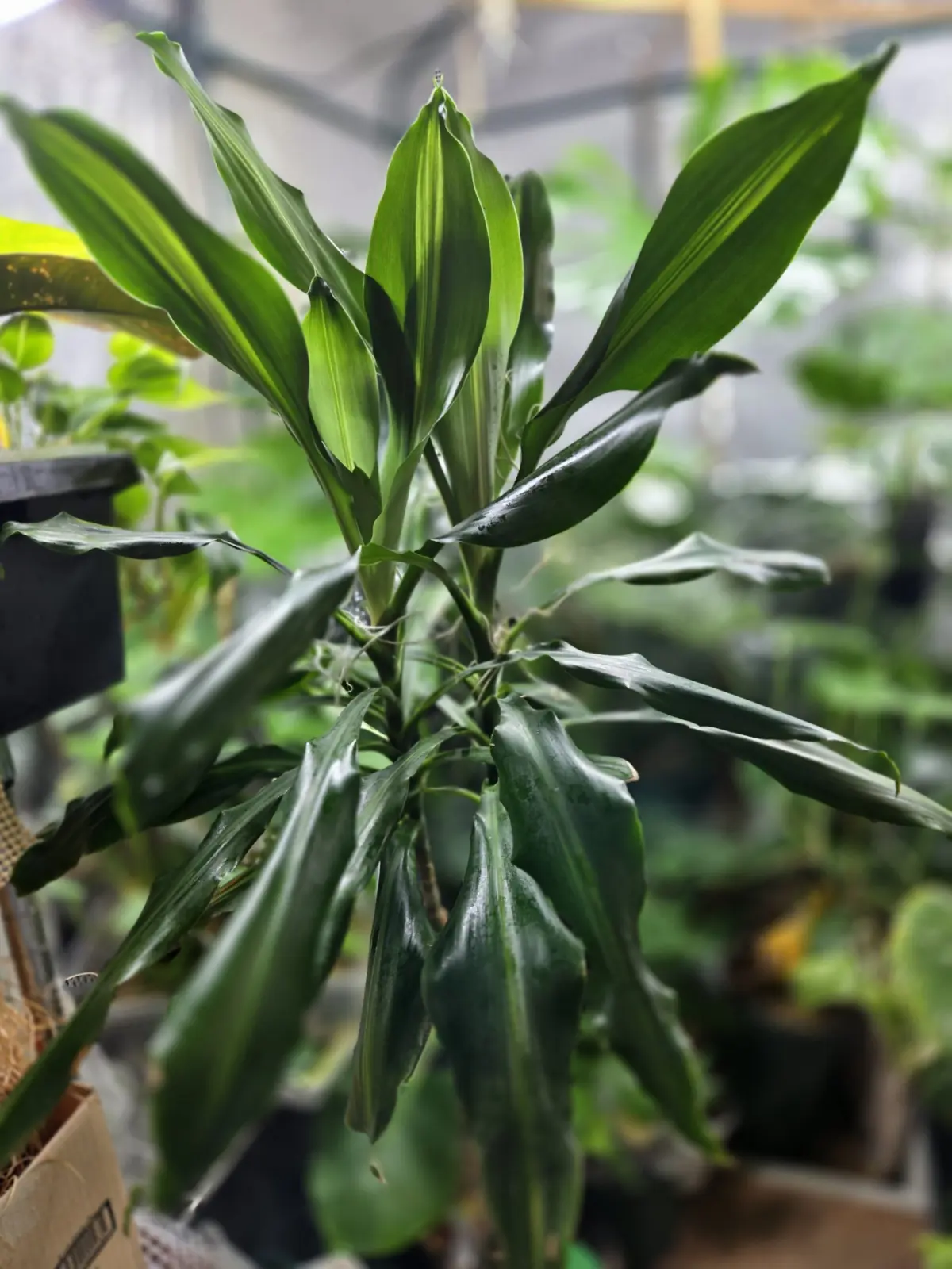 ドラセナ　ジェレ