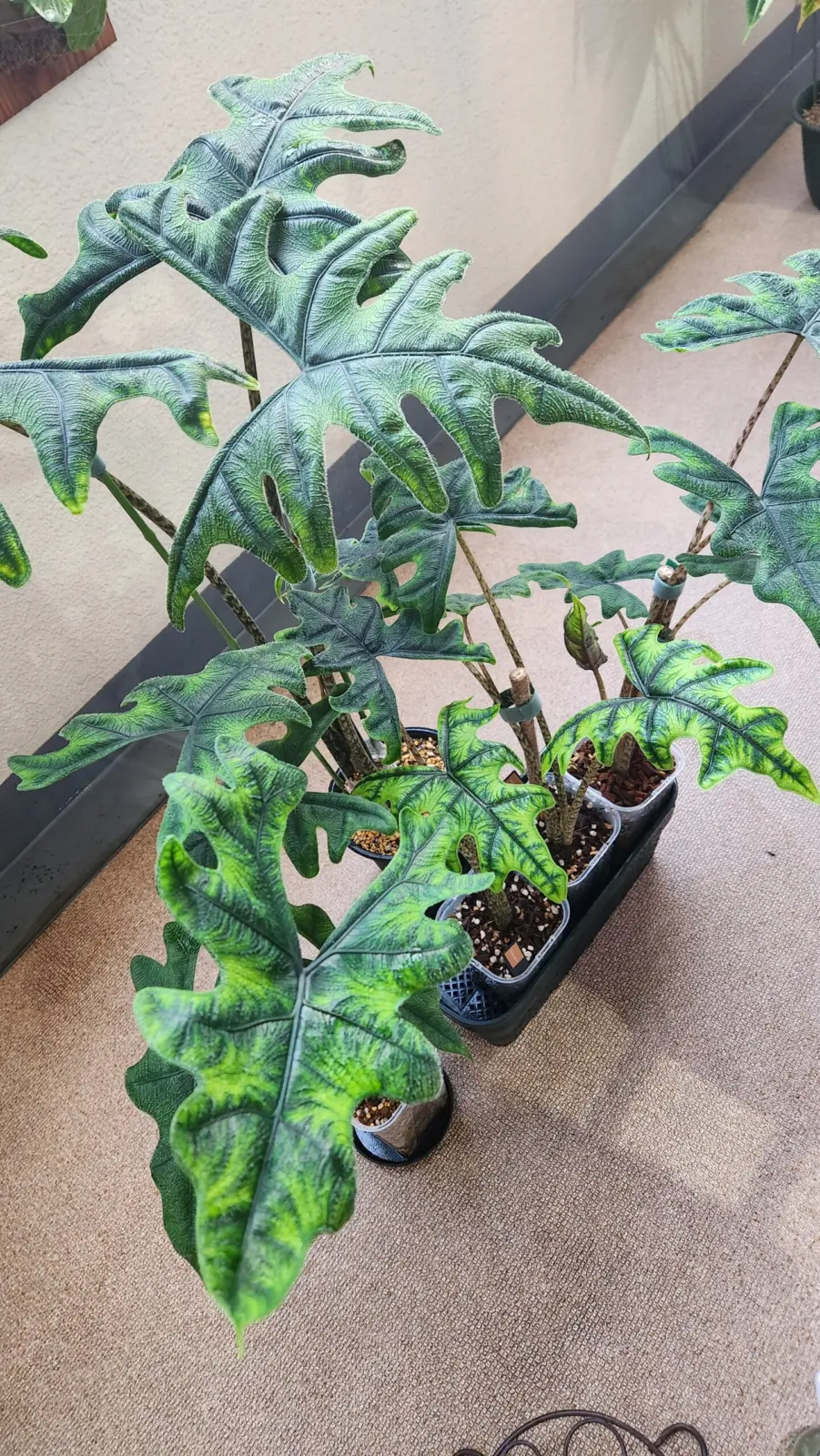 アロカシア　ジャックリン好きすぎて5鉢