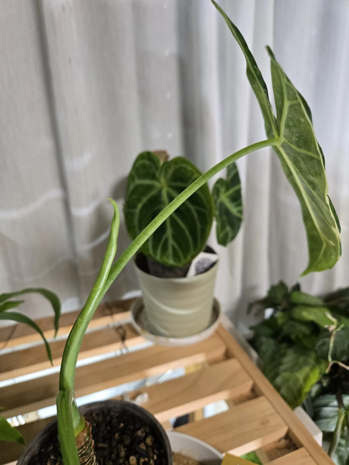 アロカシア　グリーンベルベット