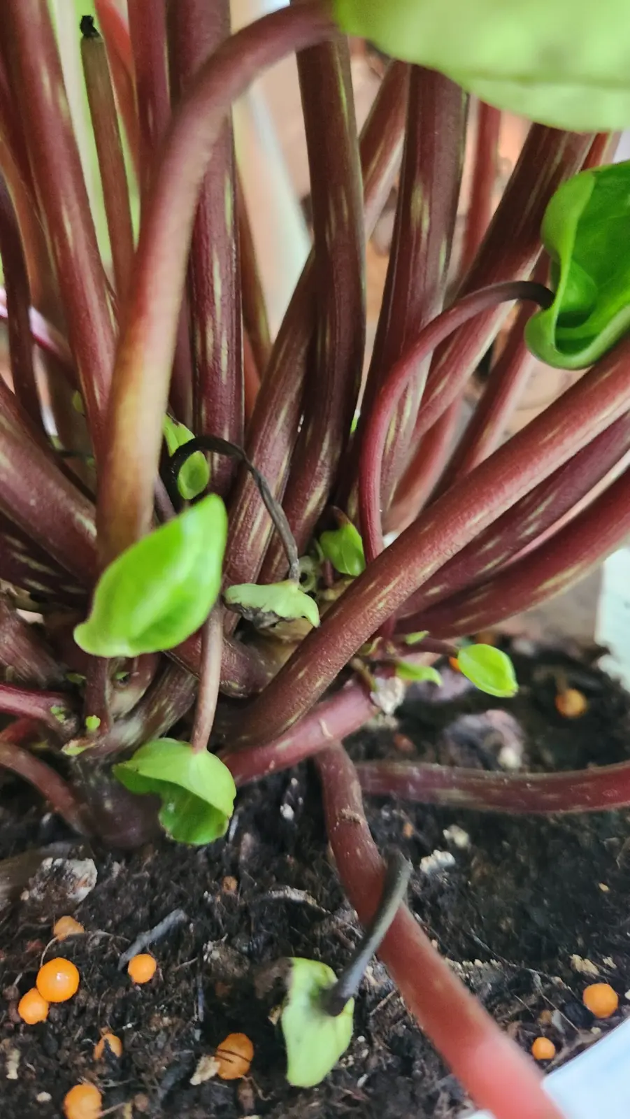 ペペロミア　サンデリアーナ(スイカぺぺ)