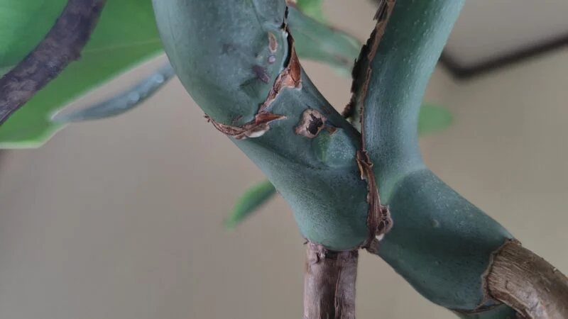 モンステラ　コンパクタ　害虫？