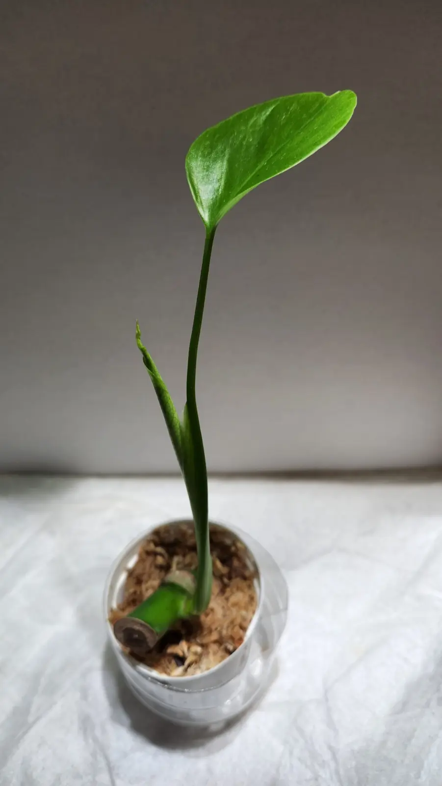 モンステラ　茎伏せ