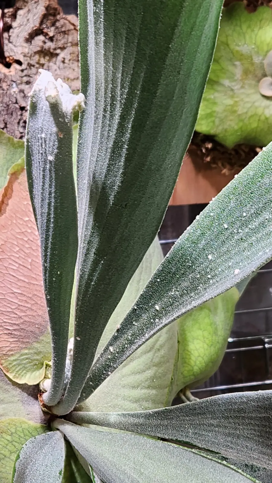 ビカクシダ　E-1　親株トリコーム