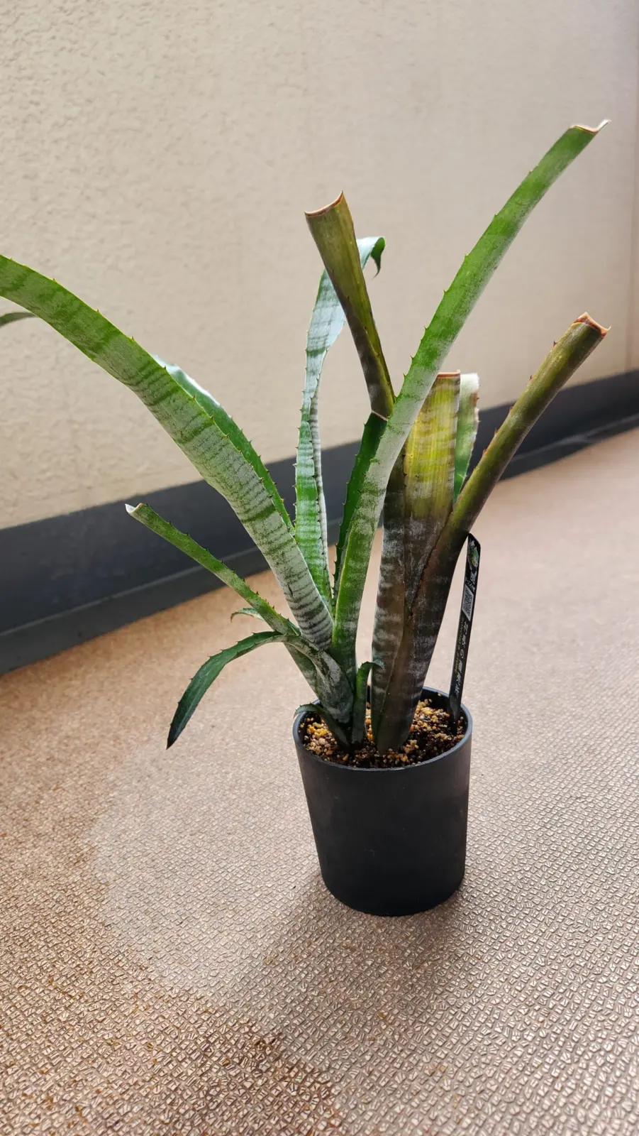 ビルベルギア　パイプライン直売所